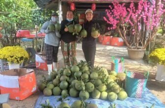 Tour du lịch sinh thái – trải nghiệm vườn dừa, vườn trái cây
